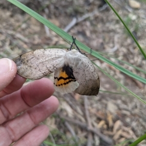 Gastrophora henricaria at Acton, ACT - 29 Sep 2020