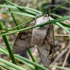 Gastrophora henricaria at Acton, ACT - 29 Sep 2020