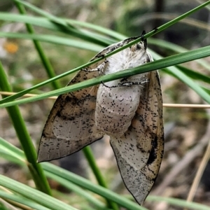 Gastrophora henricaria at Acton, ACT - 29 Sep 2020