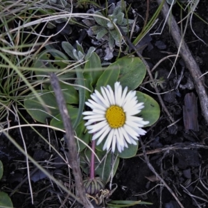 Brachyscome decipiens at Booth, ACT - 29 Sep 2020