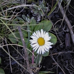 Brachyscome decipiens (Field Daisy) at Booth, ACT - 29 Sep 2020 by JohnBundock