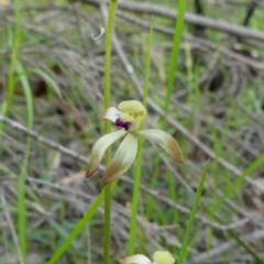 Caladenia testacea (Honey Caladenia) at Wingecarribee Local Government Area - 24 Sep 2020 by Curiosity