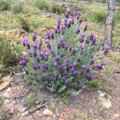 Lavandula stoechas (Spanish Lavender or Topped Lavender) at Bruce Ridge to Gossan Hill - 30 Sep 2020 by Wen