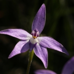 Glossodia major (Wax Lip Orchid) at Bruce, ACT - 28 Sep 2020 by AllanS