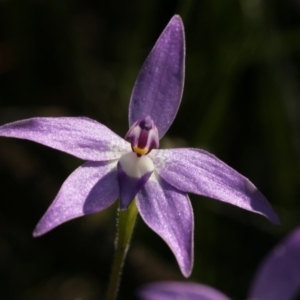 Glossodia major at Bruce, ACT - suppressed