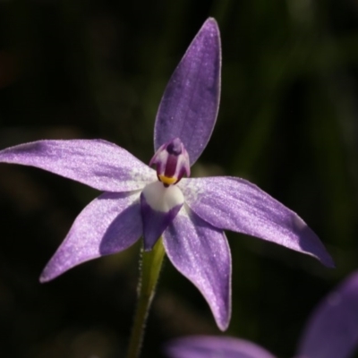 Glossodia major (Wax Lip Orchid) at Bruce, ACT - 28 Sep 2020 by AllanS