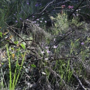 Glossodia major at Bruce, ACT - suppressed