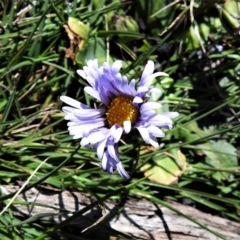 Brachyscome decipiens (Field Daisy) at Booth, ACT - 29 Sep 2020 by JohnBundock