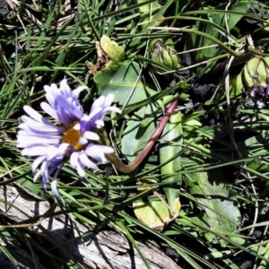 Brachyscome decipiens at Booth, ACT - 29 Sep 2020 10:20 AM