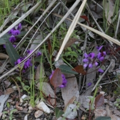 Hardenbergia violacea (False Sarsaparilla) at Gossan Hill - 28 Sep 2020 by AllanS