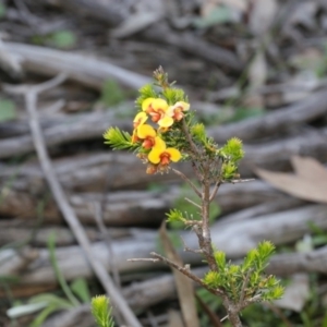 Dillwynia phylicoides at Bruce, ACT - 28 Sep 2020