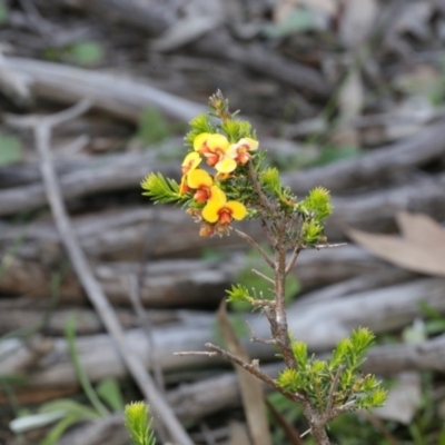 Dillwynia phylicoides (A Parrot-pea) at Bruce Ridge to Gossan Hill - 28 Sep 2020 by AllanS