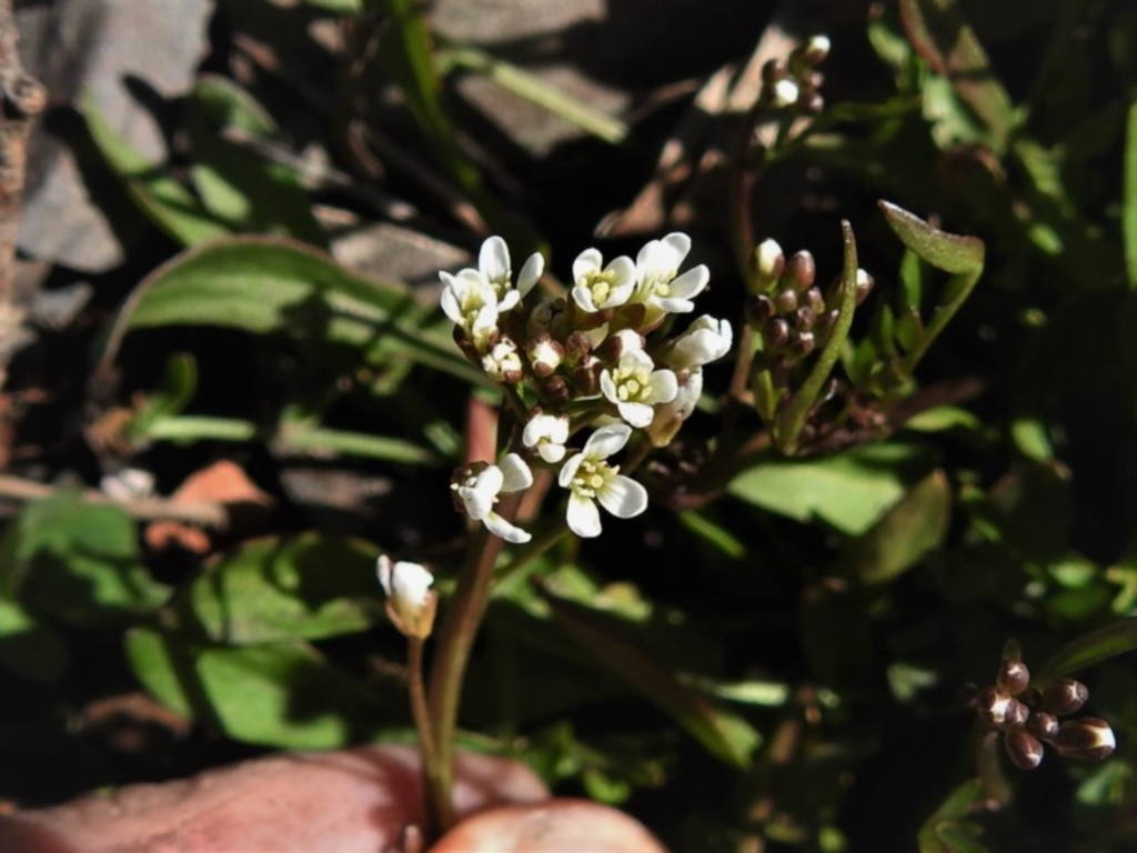 Cardamine sp. at Booth, ACT - 29 Sep 2020