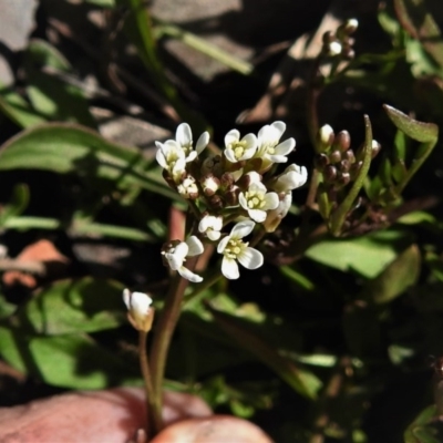 Cardamine sp. (Bittercress) at Booth, ACT - 29 Sep 2020 by JohnBundock
