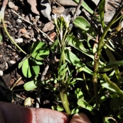 Cardamine sp. at Booth, ACT - 29 Sep 2020