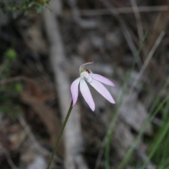 Caladenia fuscata (Dusky Fingers) at Gossan Hill - 28 Sep 2020 by AllanS