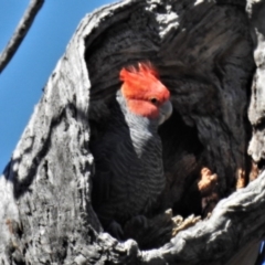 Callocephalon fimbriatum (Gang-gang Cockatoo) at Namadgi National Park - 29 Sep 2020 by JohnBundock