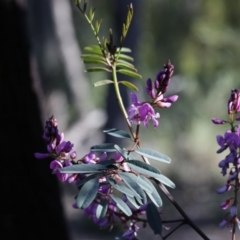 Indigofera australis subsp. australis (Australian Indigo) at Bruce, ACT - 28 Sep 2020 by AllanS