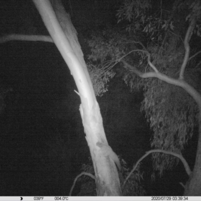 Petaurus norfolcensis (Squirrel Glider) at Monitoring Site 103 - Riparian - 28 Jul 2020 by DMeco