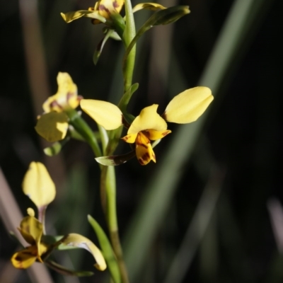 Diuris nigromontana (Black Mountain Leopard Orchid) at Gossan Hill - 28 Sep 2020 by AllanS