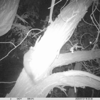 Petaurus norfolcensis (Squirrel Glider) at WREN Reserves - 21 Jul 2020 by DMeco