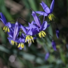 Stypandra glauca (Nodding Blue Lily) at Bruce, ACT - 28 Sep 2020 by AllanS