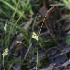 Carex inversa (Knob Sedge) at Bruce Ridge to Gossan Hill - 28 Sep 2020 by AllanS