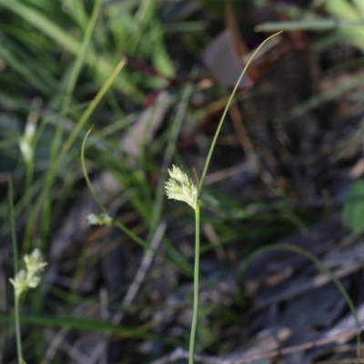 Carex inversa (Knob Sedge) at Bruce, ACT - 28 Sep 2020 by AllanS