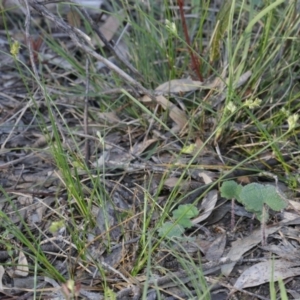 Carex inversa at Bruce, ACT - 28 Sep 2020