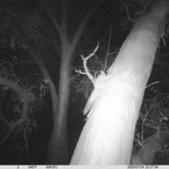 Petaurus norfolcensis (Squirrel Glider) at Leneva, VIC - 24 Jul 2020 by DMeco