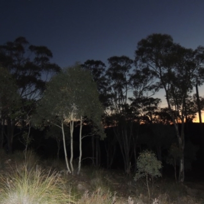 Eucalyptus rossii (Inland Scribbly Gum) at Chisholm, ACT - 30 May 2020 by MichaelBedingfield