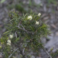 Acacia genistifolia (Early Wattle) at Bruce Ridge to Gossan Hill - 28 Sep 2020 by AllanS