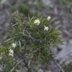 Acacia genistifolia (Early Wattle) at Bruce, ACT - 28 Sep 2020 by AllanS