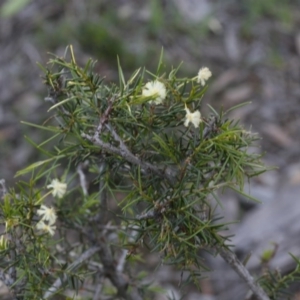 Acacia genistifolia at Bruce, ACT - 28 Sep 2020