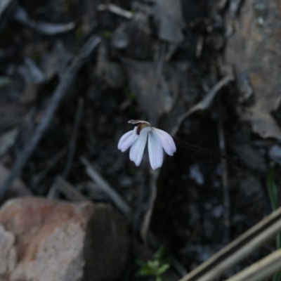 Caladenia fuscata (Dusky Fingers) at Point 5827 - 28 Sep 2020 by AllanS