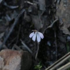 Caladenia fuscata (Dusky fingers) at Point 5827 - 28 Sep 2020 by AllanS