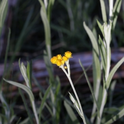 Chrysocephalum apiculatum (Common Everlasting) at Gossan Hill - 28 Sep 2020 by AllanS