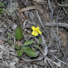 Goodenia hederacea subsp. hederacea (Ivy Goodenia, Forest Goodenia) at Gossan Hill - 28 Sep 2020 by AllanS