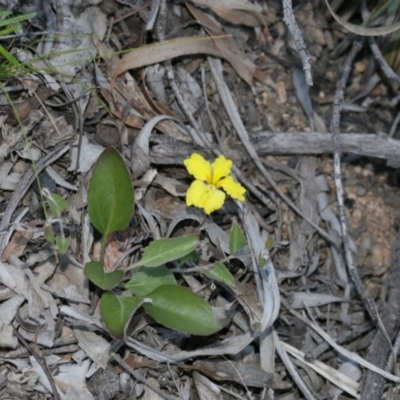 Goodenia hederacea subsp. hederacea (Ivy Goodenia, Forest Goodenia) at Bruce, ACT - 28 Sep 2020 by AllanS