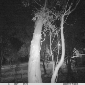 Petaurus norfolcensis at Undefined Area - 27 Jul 2020 07:25 PM