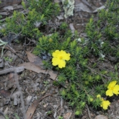 Hibbertia calycina (Lesser Guinea-flower) at Bruce Ridge to Gossan Hill - 28 Sep 2020 by AllanS