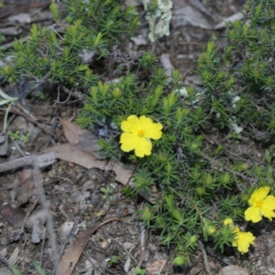 Hibbertia calycina (Lesser Guinea-flower) at Bruce, ACT - 28 Sep 2020 by AllanS