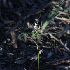 Stylidium graminifolium at Bruce, ACT - 28 Sep 2020