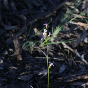 Stylidium graminifolium at Bruce, ACT - 28 Sep 2020 04:52 PM