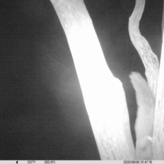 Petaurus norfolcensis (Squirrel Glider) at Baranduda, VIC - 5 Aug 2020 by DMeco