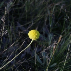 Craspedia variabilis at Bruce, ACT - suppressed