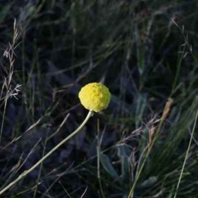 Craspedia variabilis (Common Billy Buttons) at Bruce, ACT - 28 Sep 2020 by AllanS