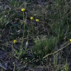 Craspedia variabilis at Bruce, ACT - suppressed