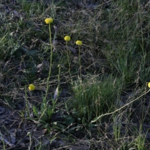 Craspedia variabilis at Bruce, ACT - suppressed