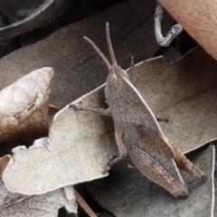 Goniaea sp. (genus) (A gumleaf grasshopper) at Bruce Ridge - 29 Sep 2020 by trevorpreston